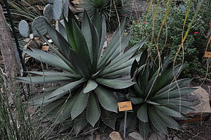 Agave ghiesbreghtii (Agavaceae) National Plantentuin titmouse 079 10-01-2010 14-54-52.JPG