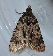 Aglossa caprealis - Saqlangan don kuya (14198902860) .jpg