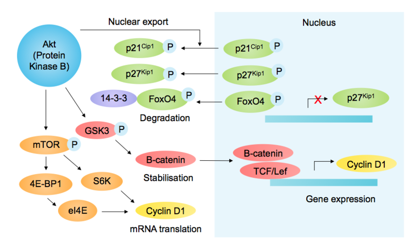 File:Akt Substrates Involved in Cell Cycle Regulation.png