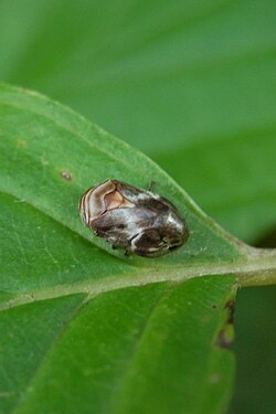 Clastopteridae