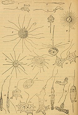 Pteridomonas pulex, fig. 6-7; Actinomonas mirabilis, fig. 8.
