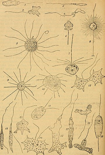 Pedinellales