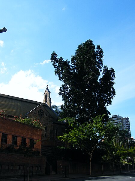 File:All Saints Anglican Church and kauri pine Ann St Brisbane DSCF8578.jpg