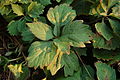 Alleghany Pachysandra Pachysandra procumbens Leaf Cluster 3008px.JPG