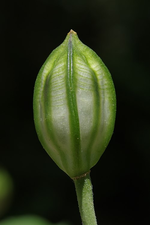 Capsule of Allium oreophilum.