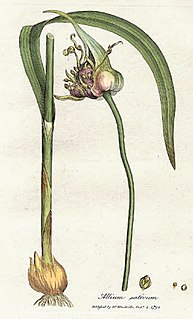 Allium is a genus of monocotyledonous flowering plants that includes hundreds of species, including the cultivated onion, garlic, scallion, shallot, leek, and chives. The generic name Allium is the Latin word for garlic, and the type species for the genus is Allium sativum which means 