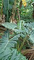 Y6' Alocasia sanderiana