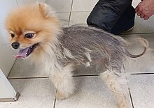 A Pomeranian with alopecia X AlopeciaX.jpg