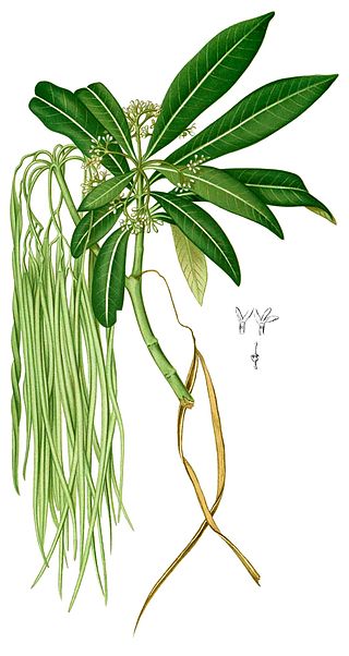 <i>Alstonia spectabilis</i> Species of tree