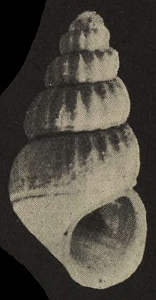 Alvinia gallinacea shell.jpg