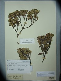 A dried specimen of leaves on a branch of an Alyxia buxifolia shrub. Alyxia buxifolia R.Br. (AM AK77823).jpg