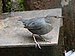 American Dipper.jpg 