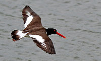 American oystercatcher American Oystercatcher (Haematopus palliatus) in flight.jpg