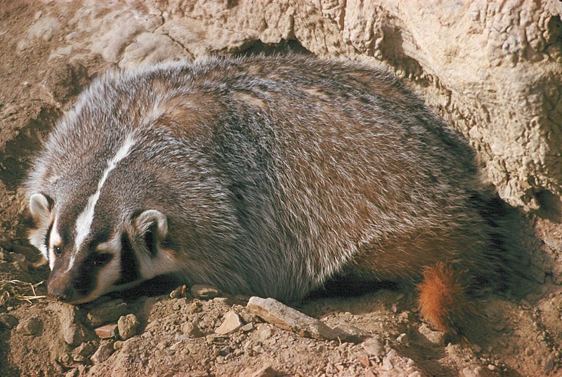 File:American badger lying near rock - DPLA - 70567897c406bb307d73c5fb7317ee0e.jpg