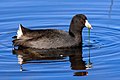 Adult american coot (Fulica americana) feeding at Gray Lodge Wildlife Area, Central Valley.