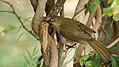 * Nomination Sombre greenbul at Ngwenya Lodge, Mpumalanga. --Alandmanson 09:29, 15 July 2017 (UTC) * Promotion Good quality. --Shankar Raman 01:17, 16 July 2017 (UTC)