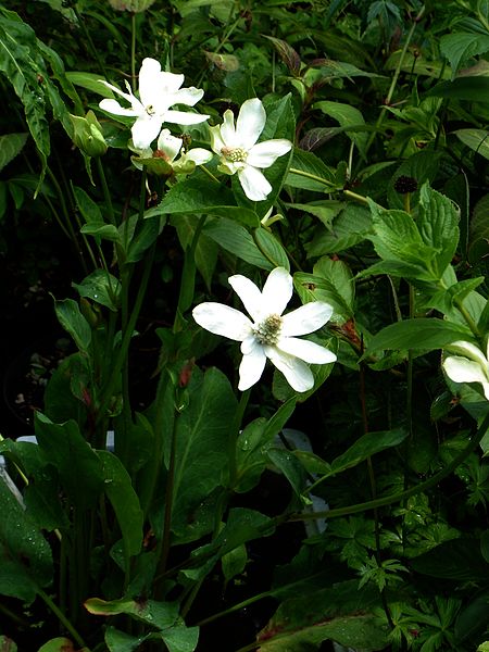 File:Anemopsis californica - Flickr - peganum (3).jpg