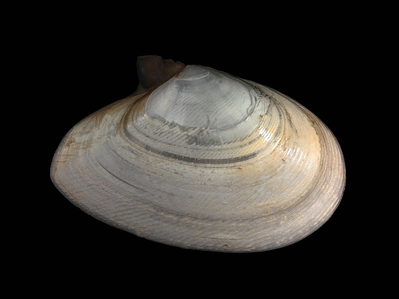 File:Angulus fabula.jpg