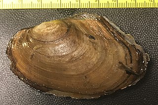 Winged floater Species of bivalve