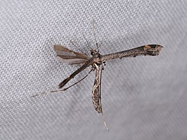 Anstenoptilia marmarodactyla