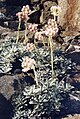 Antennaria dioica var. borealis