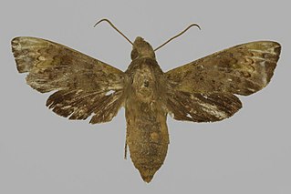 <i>Antinephele efulani</i> Species of moth