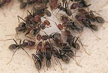 10 to 10 ants on Earth Ants eating01.jpg