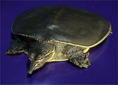 A living Apalone softshell turtle Apalone spinifera.jpg
