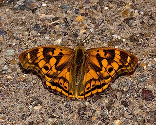 <i>Apatura laverna</i> Species of butterfly