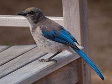 Juvenile in California, USA Aphelocoma californica -Santa Cruz, California, USA-8.jpg