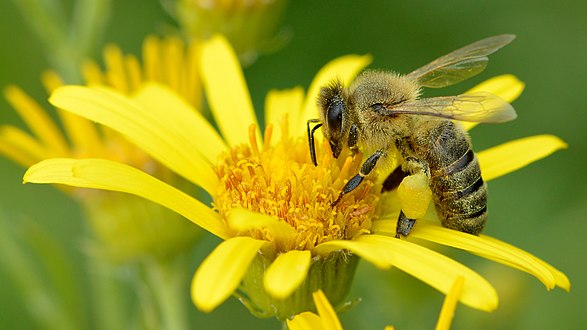 Apis mellifera - Senecio paludosus