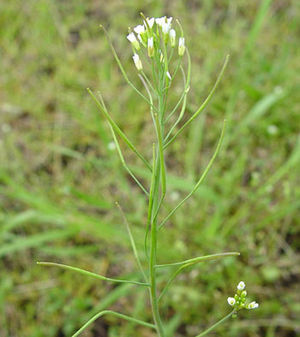 Field cress Arabidopsis thaliana