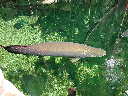 Arapaima (Arapaima gigas) 2