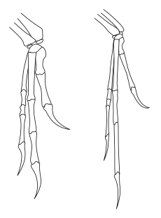 Outline of bones in forelimbs of Deinonychus and Archaeopteryx, both have two fingers and an opposed claw with very similar layout, although Archaeopteryx has thinner bones