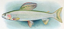 Arkta Grayling Thymallus arcticus arcticus.jpg