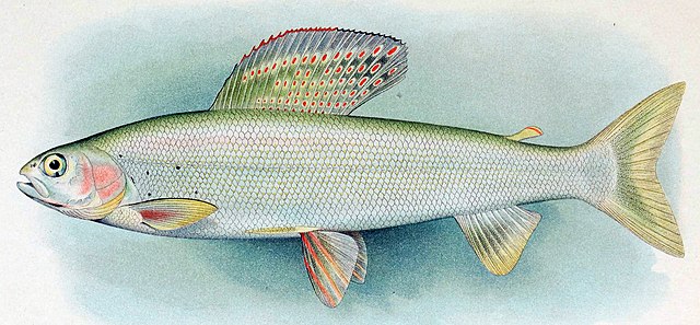 Lumbering practices destroyed Arctic Grayling breeding grounds in rivers and led to their slow decline, and the sport fishing industry also contribute