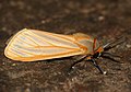 Arctiid Moth (Pseudoradiarctia scita) (30266188916).jpg