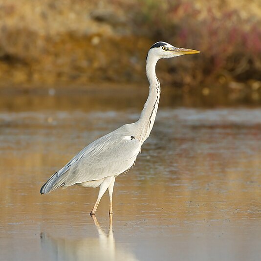 Grey Heron