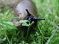 A 100ft tall Spanish slug gorgeing hyper-clover! No wonder my lettuice pach was destroyed recently!