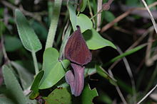 Aristolochia baetica 3.jpg