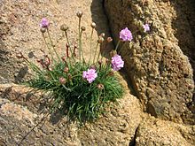 Armeria maritima lungo le scogliere di Carantec, Francia.