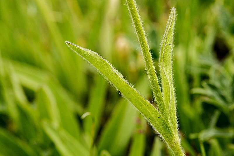 File:Arnica fulgens - 52284590660.jpg