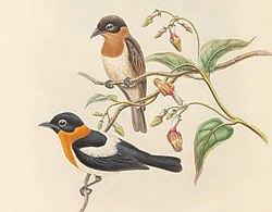 Arses insularis - The Birds of New Guinea (cropped) (cropped).jpg