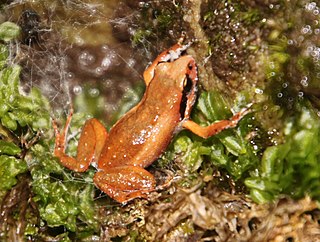 <span class="mw-page-title-main">Lightfoot's moss frog</span> Species of amphibian