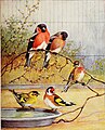 Articles about birds from National geographic magazine ((19-?)-(193-?)) (20800325045).jpg