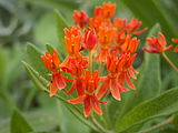 Butterfly Weed (Asclepias tuberosa) blooming in the Beechview neighborhood of Pittsburgh