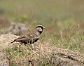 Ashy-crowned sparrow lark