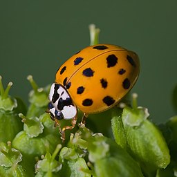 Asian lady beetle-(Harmonia-axyridis)