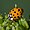Asian lady beetle-(Harmonia-axyridis).jpg