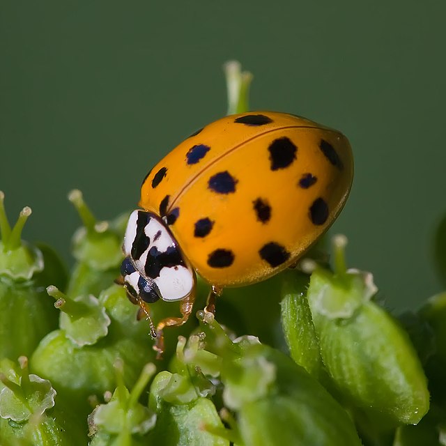 Coccinelle asiatique Wikip dia